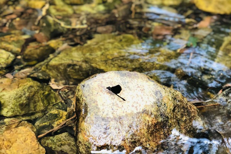 Dragonfly On Waterways