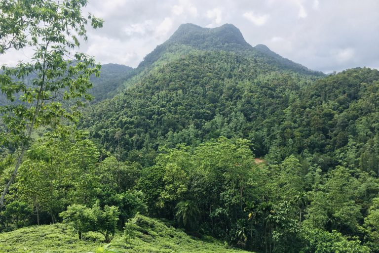 View from Forest Edge Mountain